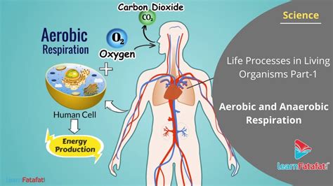 aerobic respiration occurs in the|where does aerobic respiration occur.